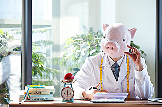 猪,头部,工作,书桌,秤