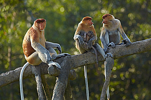 喙,猴子,女性,一个,母亲,沙巴,婆罗洲,马来西亚