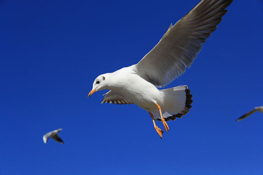 在蓝天上展翅飞翔的海鸥
