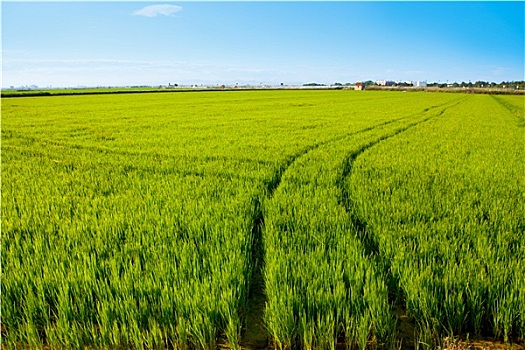 青草,稻田,西班牙,瓦伦西亚