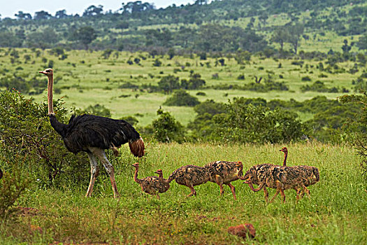 鸵鸟,鸵鸟属,骆驼,幼禽,克鲁格国家公园,南非