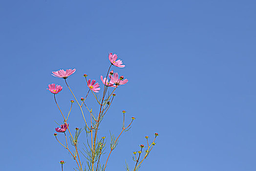 花,波斯菊