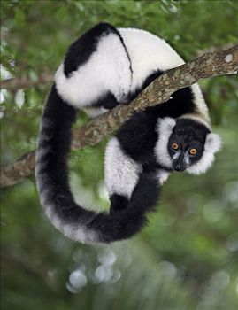 黑白,狐猴,国家公园,东方,马达加斯加