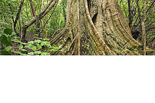 雨林,树,卡拉克穆尔,生物保护区,墨西哥