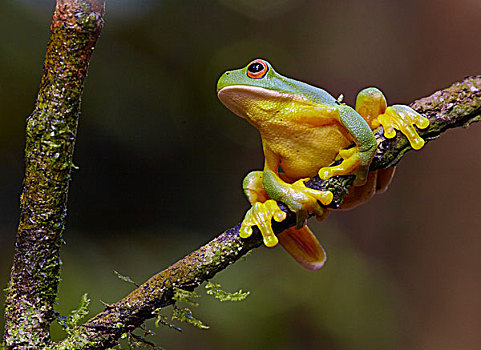 树蛙,阿瑟顿高原,昆士兰,澳大利亚