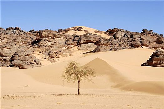 孤单,树,刺槐,沙,岩石,沙漠,利比亚