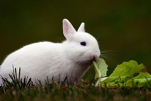 白色,兔子,吃,卷心菜
