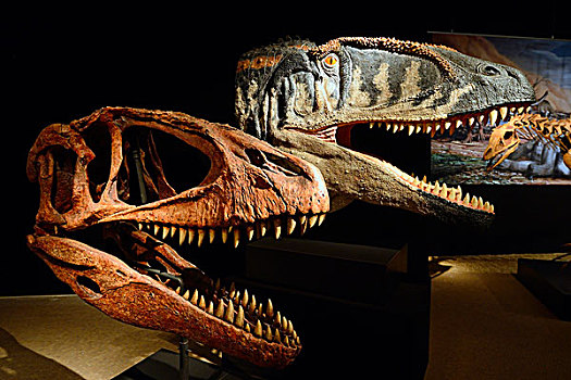 头骨,重建,食肉动物,恐龙,自然历史博物馆,柏林,德国,欧洲