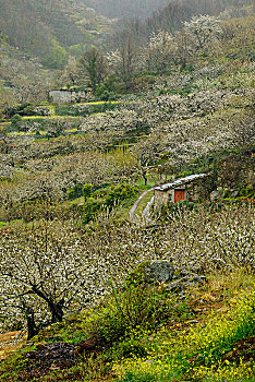 花,樱桃树,早春,省,卡塞雷斯,埃斯特雷马杜拉,西班牙