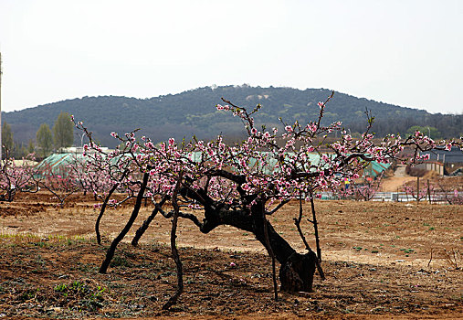 桃花,桃园,春天,耕地,花朵,俯拍,原野,土地,种植,果树,经济作物,果农,劳动,劳作,机械化,辛苦