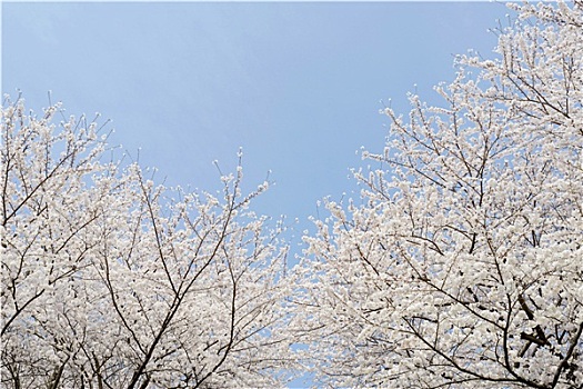 春天,花,樱桃树