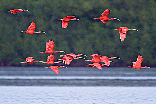 猩红朱鹭,红鹮,飞,栖息,场所,特立尼达和多巴哥