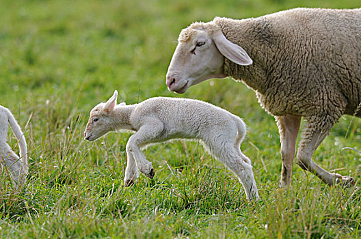 羊羔,母兽,绵羊,草场
