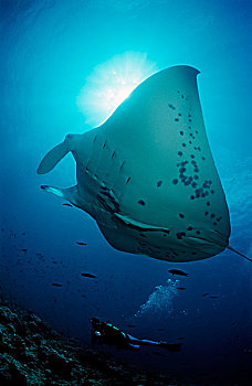大鳐鱼,双吻前口蝠鲼,潜水者,马尔代夫,印度洋