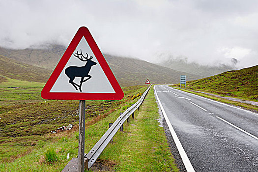 专注,鹿,穿过,路标,道路,穷,能见度,苏格兰高地,苏格兰