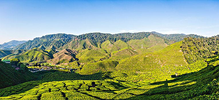 山谷,茶,种植园,培育,金马伦高地,马来西亚,亚洲