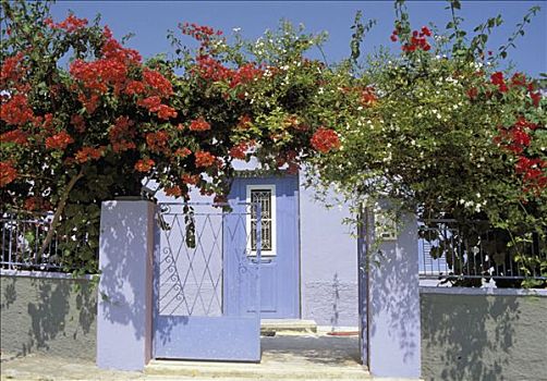 希腊,卡帕索斯,岛屿,叶子花属,门口