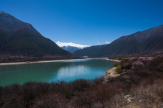 西藏雅鲁藏布江桃花