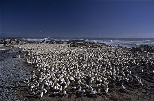 南非鲣鸟,生物群,海岸线,南非