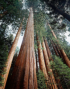加利福尼亚,内华达山脉,成熟林,美洲杉,红杉,北美红杉,高,大幅,尺寸