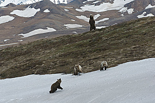 大灰熊,棕熊,母亲,一岁,幼兽,站立,阿拉斯加
