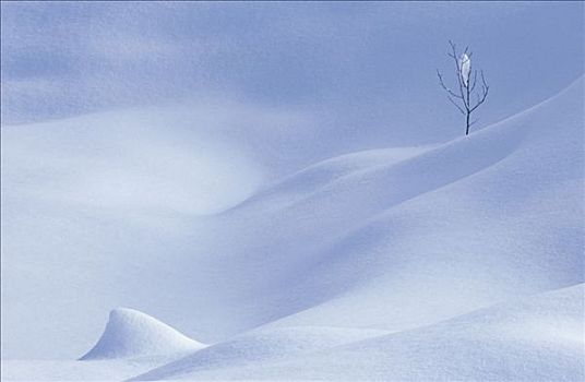 雪,小,孤树,冬季风景