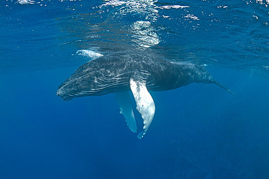驼背鲸,大翅鲸属,鲸鱼,银,堤岸,多米尼加共和国,中美洲