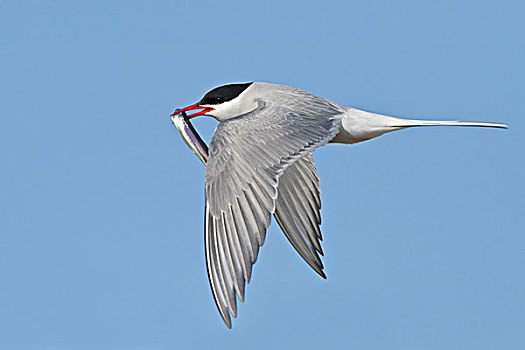 北极燕鸥,飞,曼尼托巴,加拿大