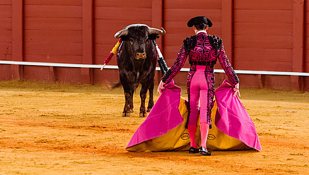 公牛,站立,正面,斗牛士,传统服装,斗牛,斗牛场,广场,塞维利亚,安达卢西亚,西班牙,欧洲