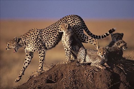 印度豹,猎豹,母亲,幼兽,白蚁窝,塞伦盖蒂国家公园,坦桑尼亚