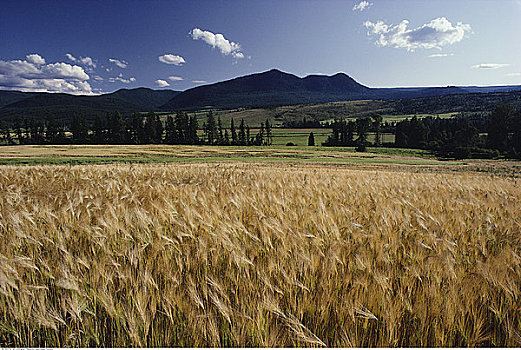 小麦田,东方,弗农,不列颠哥伦比亚省,加拿大
