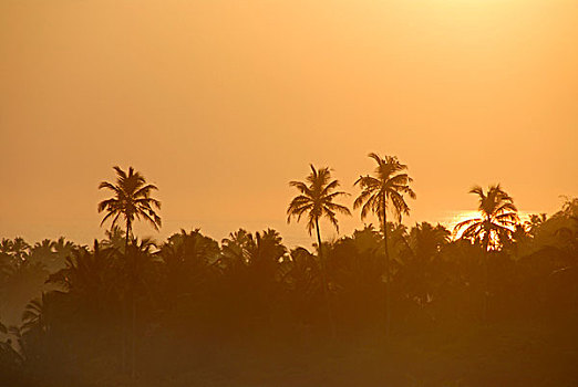 日出,高处,椰树,印度洋,斯里兰卡,南亚,亚洲