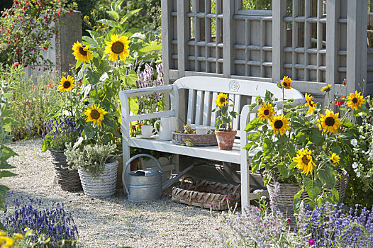 长椅,向日葵,花园,房子