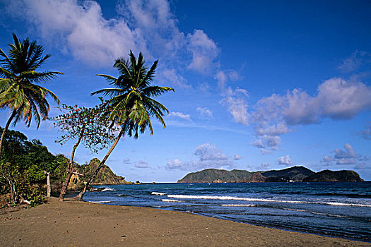 多巴哥岛,海滩,椰树,树
