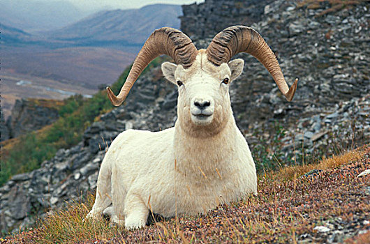 野大白羊,休息,山,德纳里峰国家公园,阿拉斯加