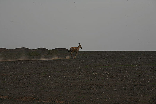 蒙古,内蒙交界黑戈壁上的野驴