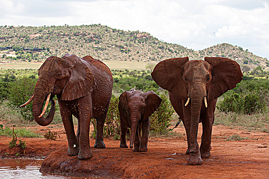 大象,幼兽,非洲象,东察沃国家公园,肯尼亚