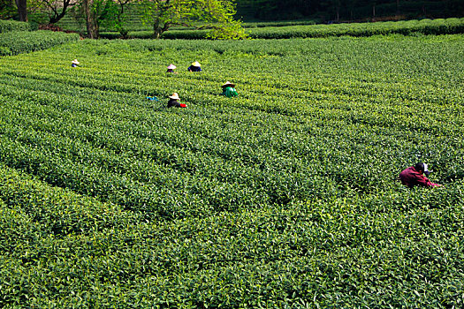 茶农,采茶,采茶女