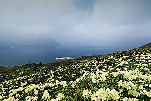 长白山高山杜鹃