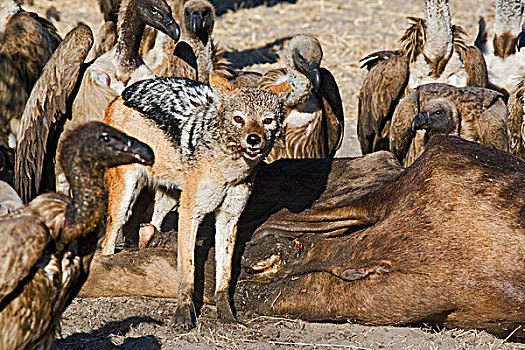 黑背狐狼,黑背豺,畜体,蓝角马,角马,围绕,非洲,白背兀鹫,白背秃鹫,马卡迪卡迪盐沼,博茨瓦纳