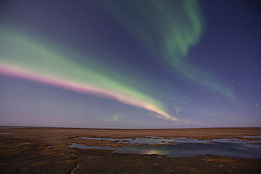 帘,彩色,北极光,跳舞,夜空,上方,北极圈,苔原,午夜,九月,2008年