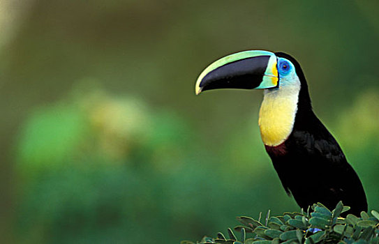 哥伦比亚,巨嘴鸟