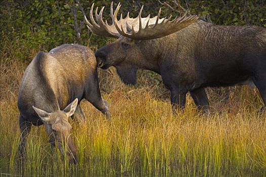 驼鹿,美洲驼鹿,公牛,草食动物,鹿角,北美,母牛,彩色,秋天,苔原,湿地,德纳里峰国家公园,阿拉斯加