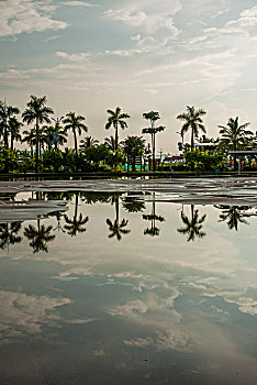 越南广宁鸿基市下龙湾游船接待中心码头广场的一排槟榔树