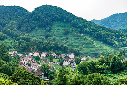 杭州龙井村茶山