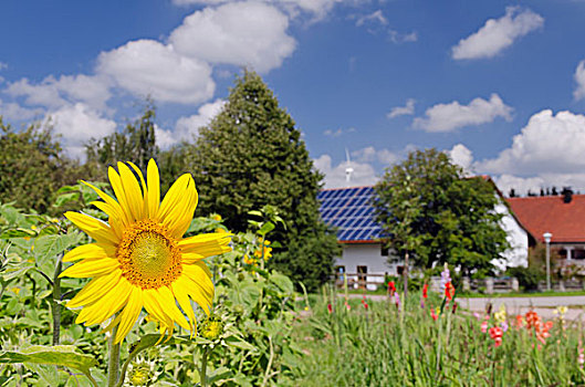 向日葵,太阳能电池板,屋顶,房子,风轮机,背影,区域,巴伐利亚,德国,欧洲