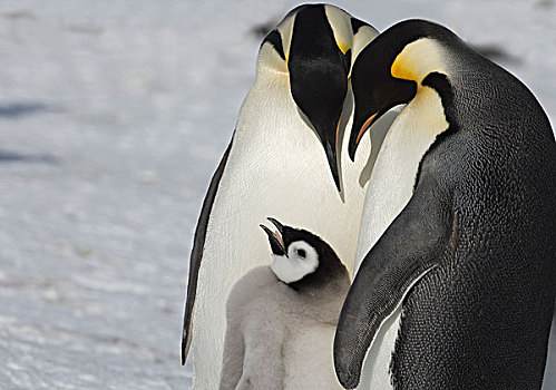 帝企鹅,父母,幼禽,威德尔海,南极