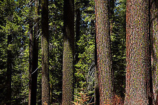树干,美洲杉,小树林,靠近,优胜美地国家公园,加利福尼亚,美国