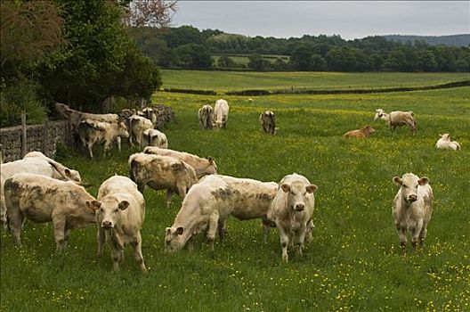 母牛,法国