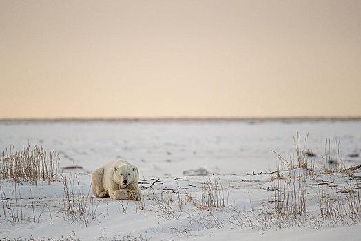 北极熊,幼兽,雄性,休息,黄昏,阳光,西部,哈得逊湾,丘吉尔市,曼尼托巴,加拿大,北美